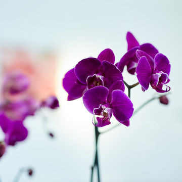 Orchidee | Kieferorthopädische Fachzahnarztpraxis Dr. Schaurer in Mannheim